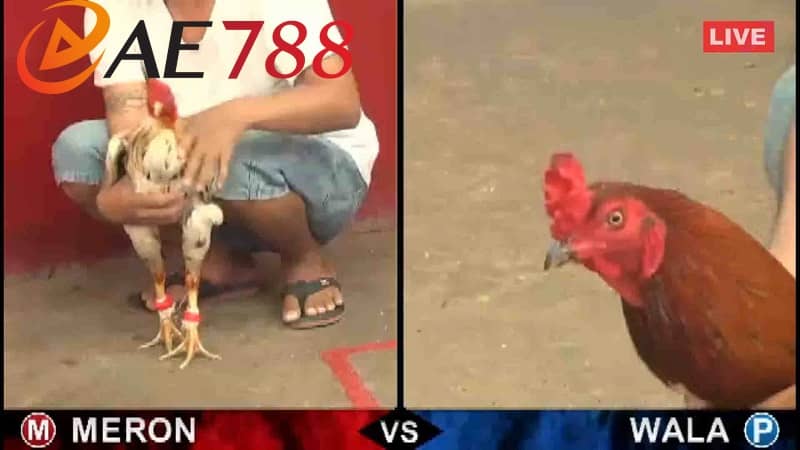 Đá gà AE888 đem lại nhiều ưu điểm cho người chơi Đá gà AE888 đem lại nhiều ưu điểm cho người chơi